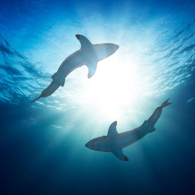 Biolumineszenz! Meeresbiologen entdecken mysteriöse Leuchthaie