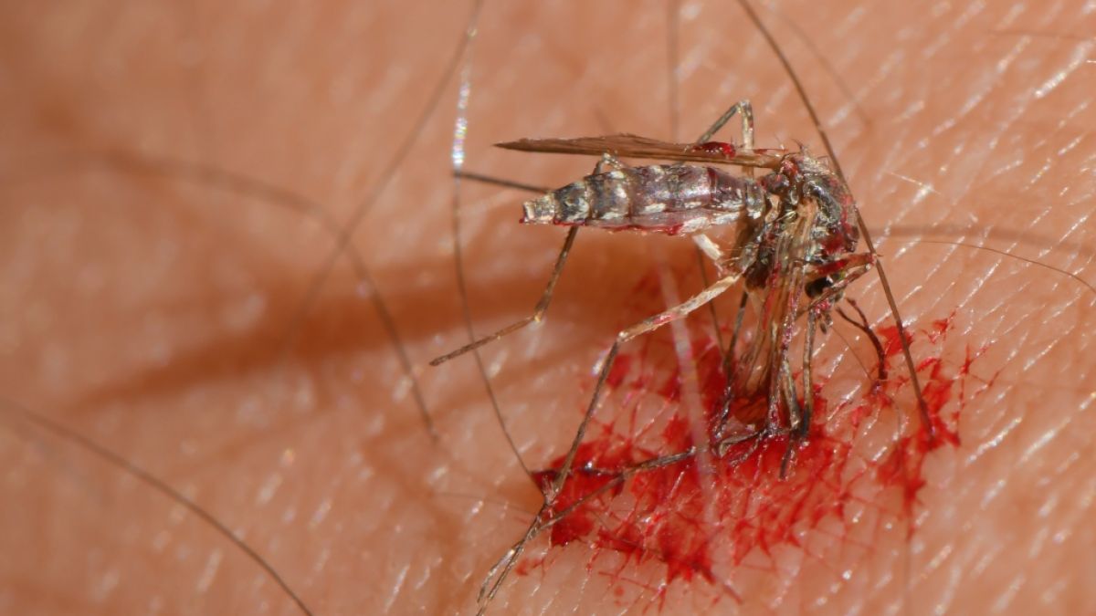 Mücken in Deutschland werden gefährlicher. (Foto)
