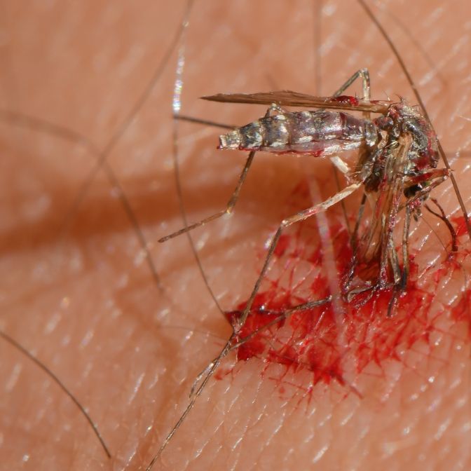 West-Nil-Virus, Dengue und Co.! DIESE Mücken werden immer gefährlicher