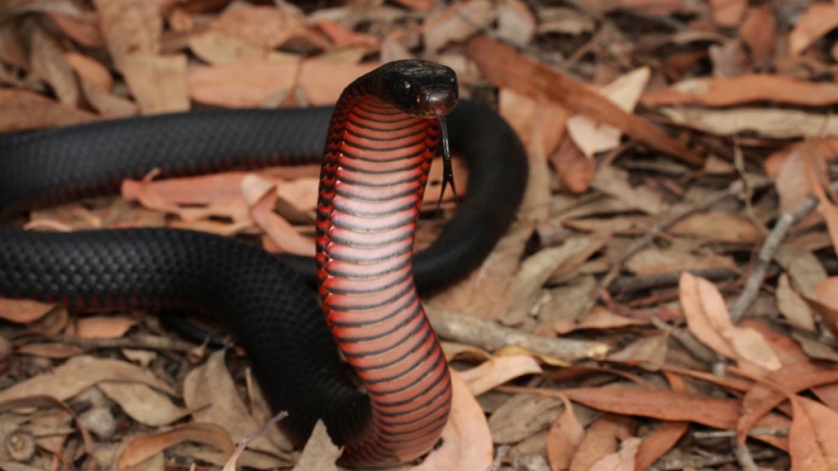 In Australien hatte eine Jugendliche eine eher ungewöhnliche Begegnung mit einer Giftschlange. (Foto)