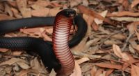 In Australien hatte eine Jugendliche eine eher ungewöhnliche Begegnung mit einer Giftschlange.