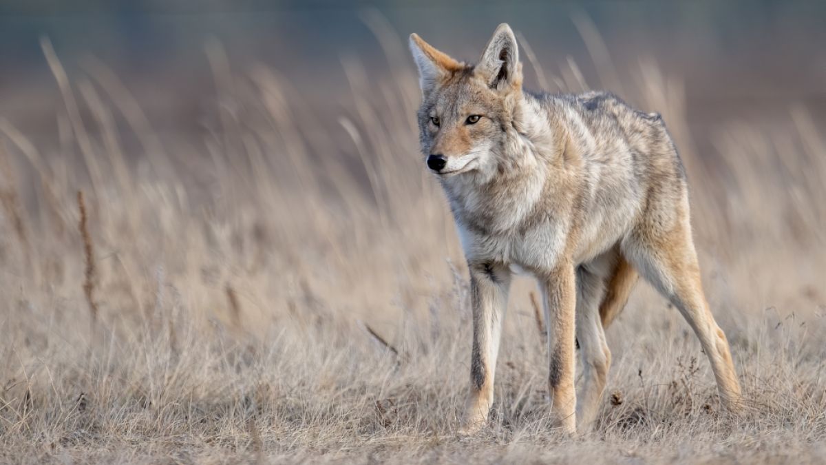 Ein Kojote soll eine Dreijährige angefallen haben. (Foto)