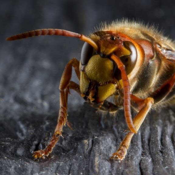 Rückkehr der Mörderhornissen! Droht eine Plage der Horror-Insekten?