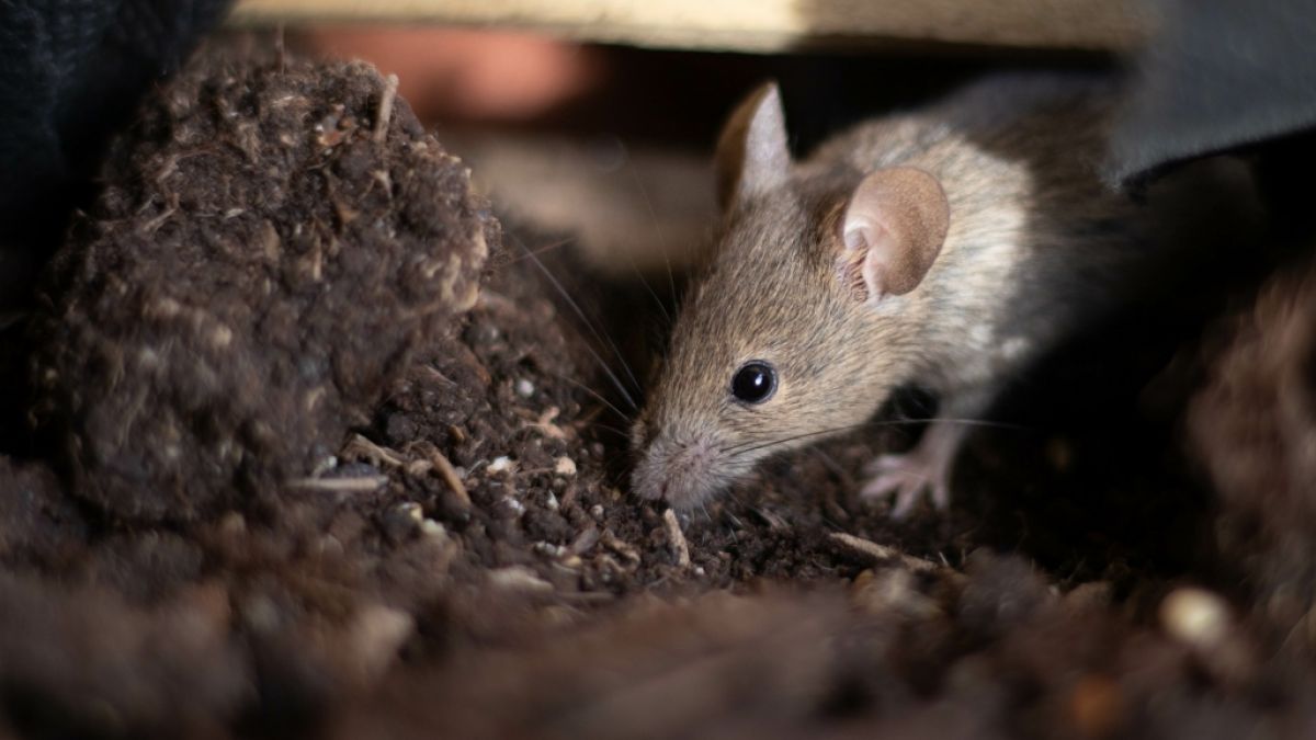 Australien wird derzeit von einer Mäuse-Plage heimgesucht. (Foto)