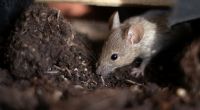Australien wird derzeit von einer Mäuse-Plage heimgesucht.