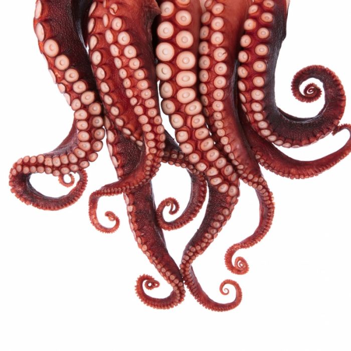 TikTok-Star posiert mit tödlichem Oktopus - Nutzer sind geschockt