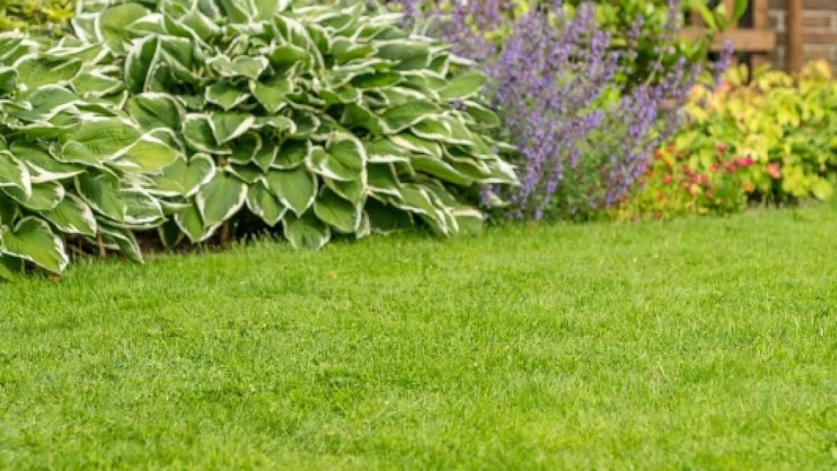 Saftig-grün, dicht und gesund: Ein gepflegter Rasen ist das Aushängeschild jedes Gartens. (Foto)