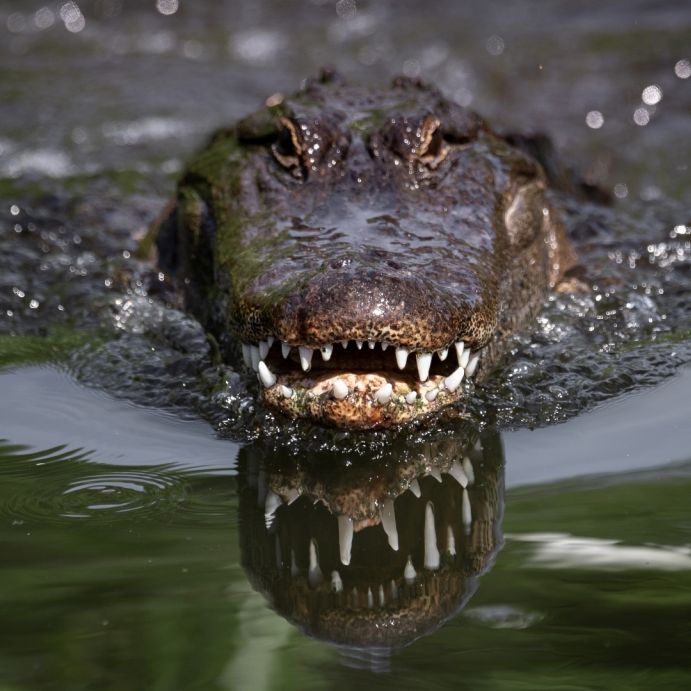 Schock-Aufnahmen! Riesen-Krokodil verschlingt Hai im Ganzen