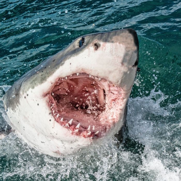 Kampf um Leben und Tod! Hai verbeißt sich in Wade - Mann schwer verletzt