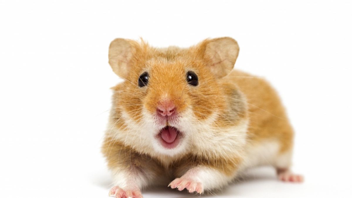 Ein Hamster biss ein Mädchen in Großbritannien beinahe tot. (Foto)