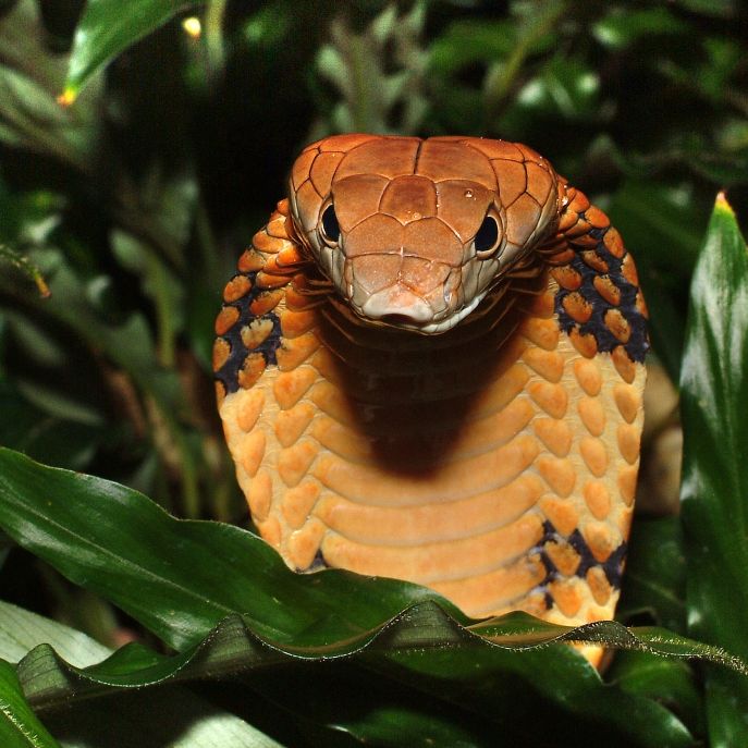 Forscher behaupten: Menschen bald so giftig wie Schlangen!