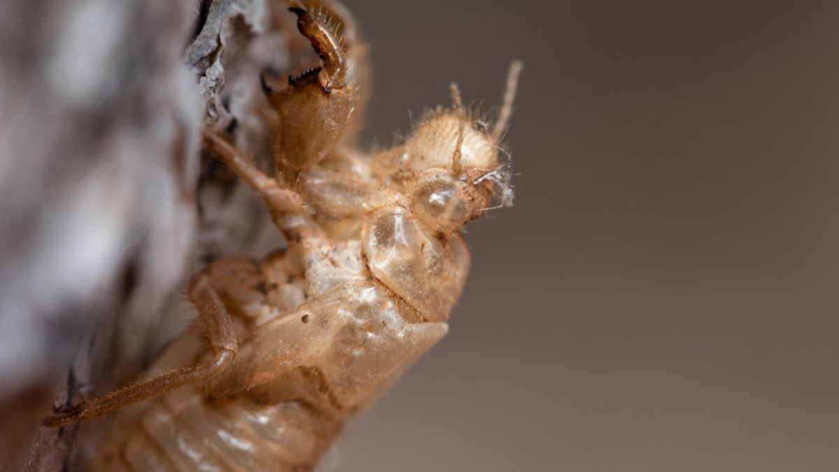 Millionen Zikaden warten laut Wissenschaftlern darauf, ihre unterirdischen Nester zu verlassen. (Foto)