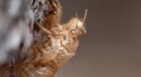 Millionen Zikaden warten laut Wissenschaftlern darauf, ihre unterirdischen Nester zu verlassen.