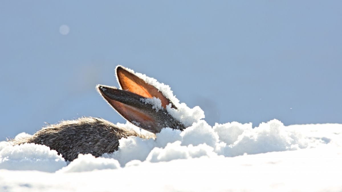 Meteorologen warnen vor Wintereinbruch nach Ostern. (Foto)