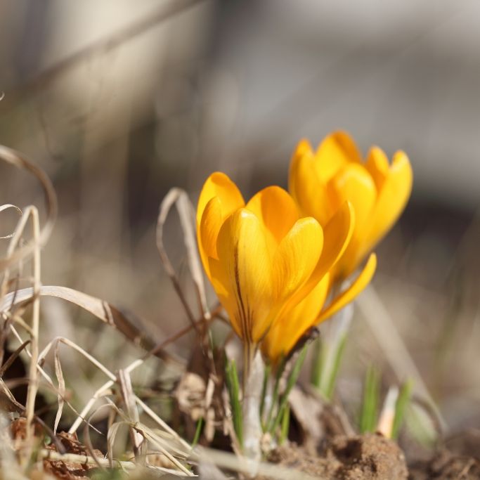 3 Gründe, warum der Frühling wirklich tödlich sein kann