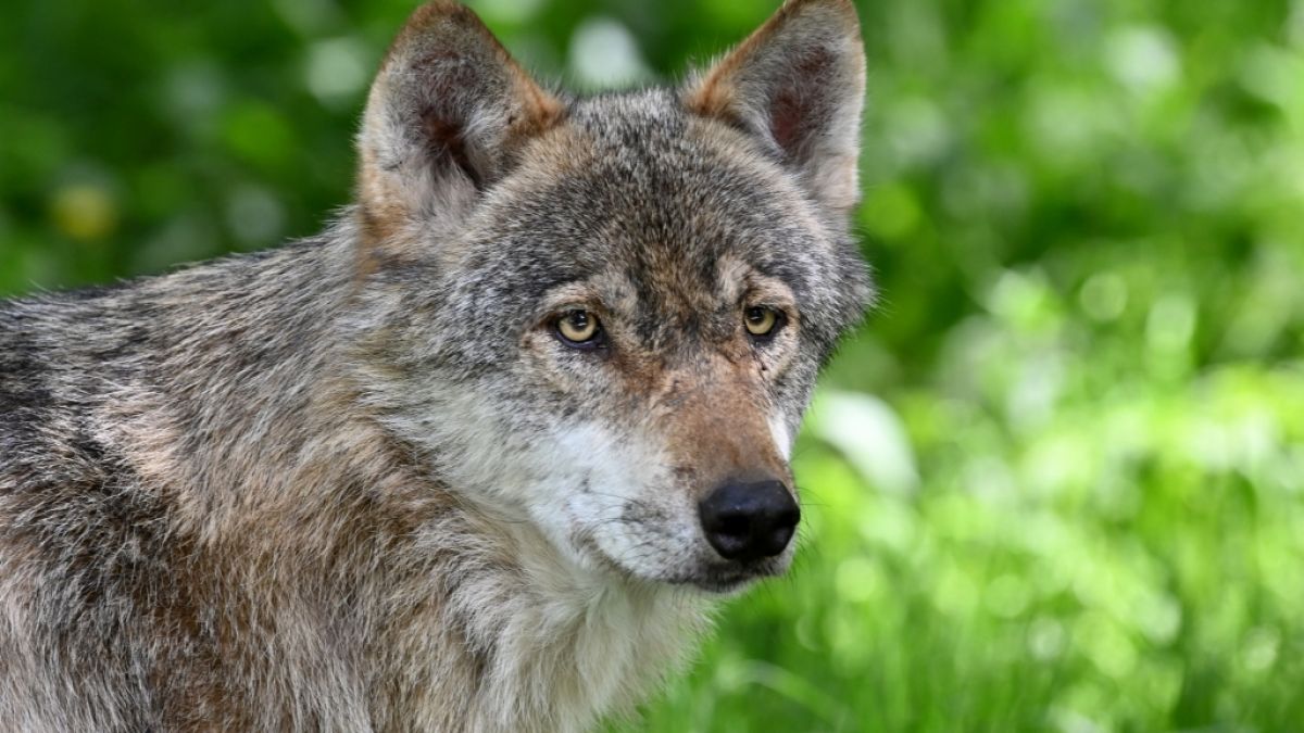 Die Population des Wolfs ist in Deutschland stark gestiegen. (Foto)