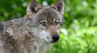 Die Population des Wolfs ist in Deutschland stark gestiegen.