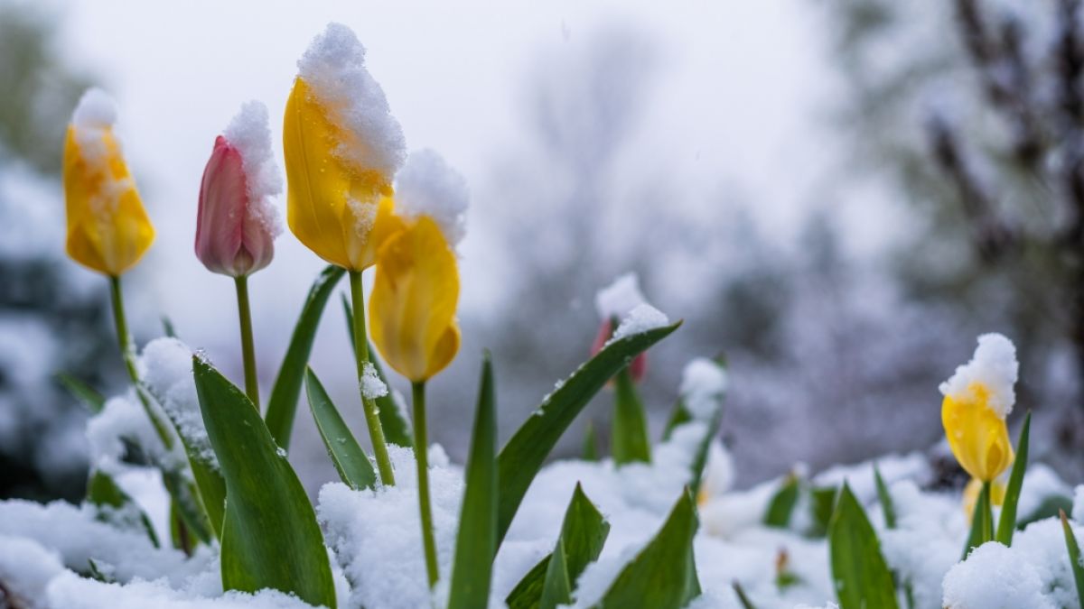 Frühling trifft auf Winter! Das April-Wetter hat Deutschland fest im Griff. (Foto)