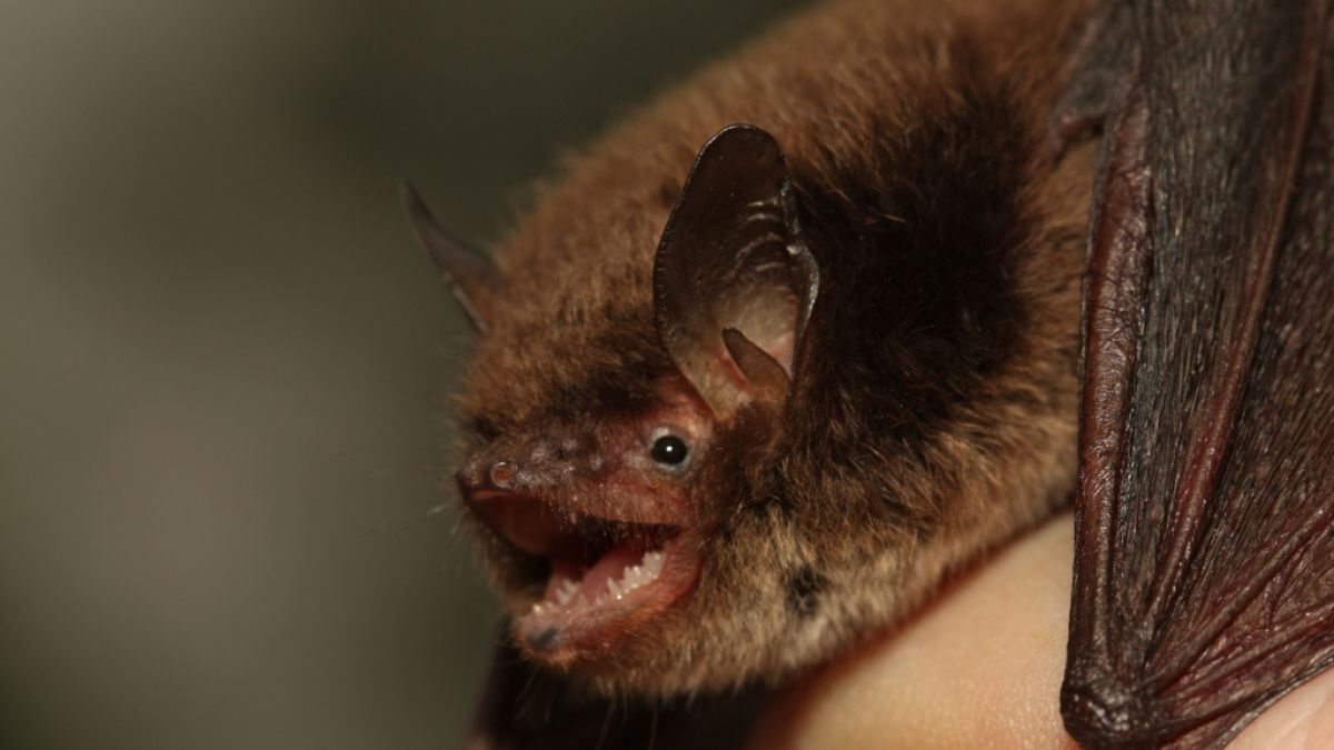 Entdeckt wurde das Virus Australien Bat Lyssavirus in Fledermäusen. (Foto)