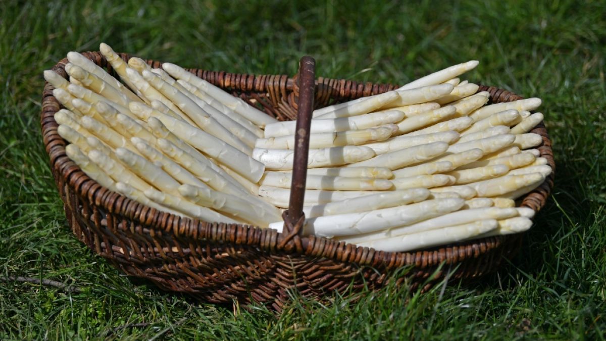 Endlich wieder Spargel satt! In Deutschland hat die Spargelsaison 2026 bereits im M&auml;rz begonnen. (Foto)