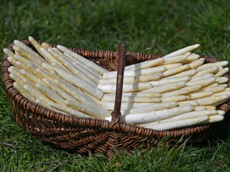 Spargelsaison 2026 beginnt: Startschuss für die Spargelzeit - Wann und wo gibt's jetzt deutschen Spargel?