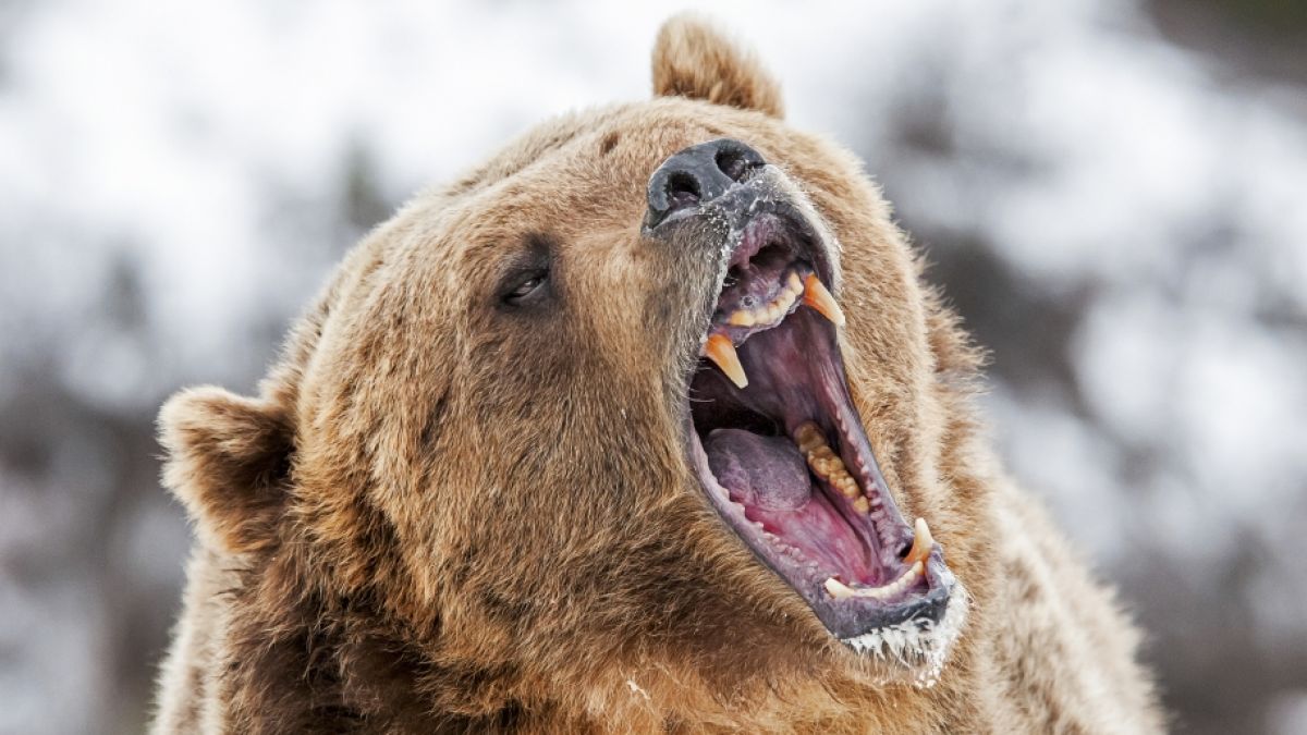 Ein Reiseleiter wurde im Yellowstone Nationalpark von einem Bären attackiert. (Foto)