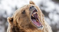 Ein Reiseleiter wurde im Yellowstone Nationalpark von einem Bären attackiert.