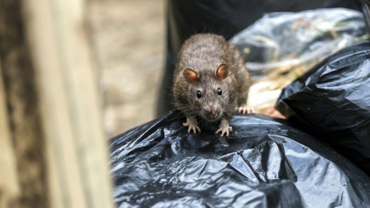 Droht dem Vereinigten Königreich eine regelrechte Ratten-Invasion? (Foto)