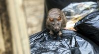Droht dem Vereinigten Königreich eine regelrechte Ratten-Invasion?