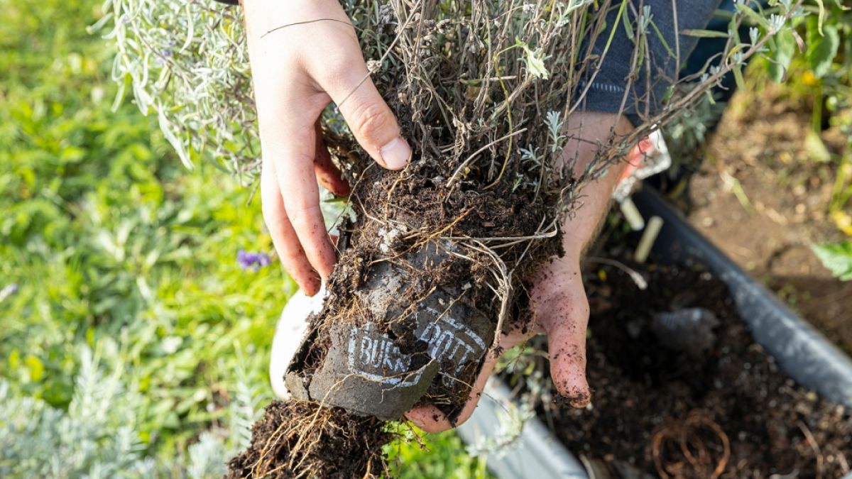 Der Pottburri-Pflanztopf kann eingepflanzt werden, da er komplett kompostierbar ist. (Foto)