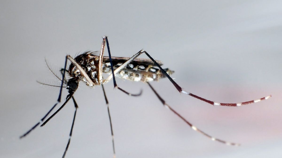 Die Ägyptische Tigermücke überträgt verschiedene Krankheiten, darunter Dengue-Fieber, Gelbfieber und das Zika-Fieber. (Foto)