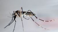 Die Ägyptische Tigermücke überträgt verschiedene Krankheiten, darunter Dengue-Fieber, Gelbfieber und das Zika-Fieber.