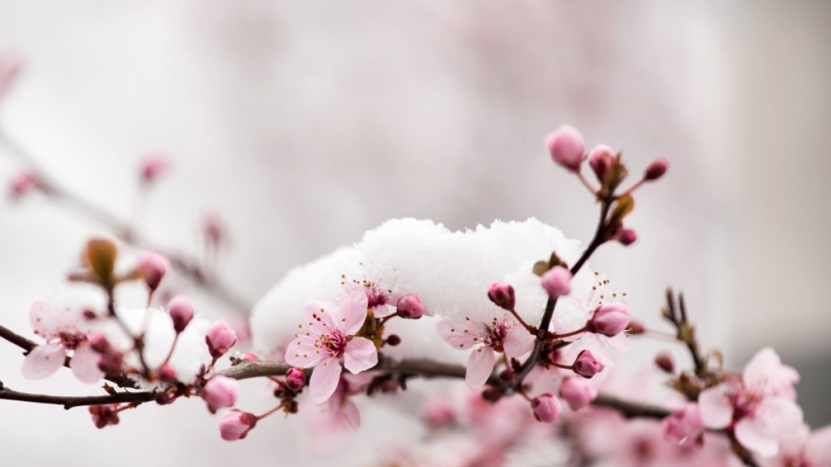 Die Blüten eines Baumes sind mit Schnee bedeckt. (Foto)