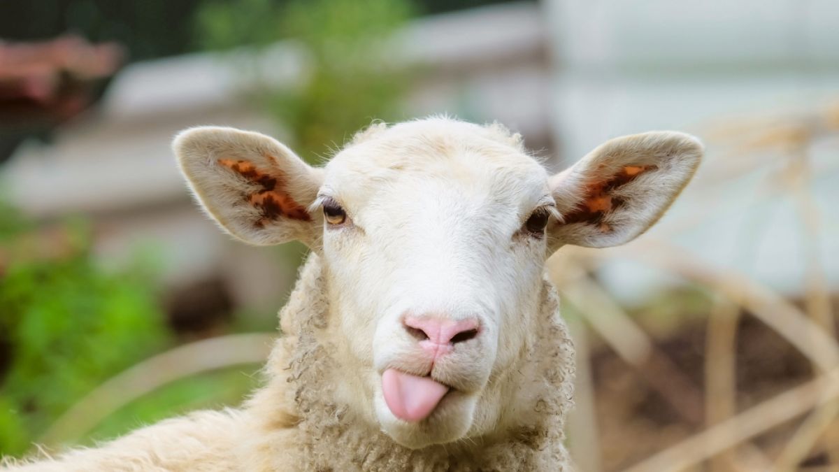 In China wurde ein Lamm mit nur zwei Beinen geboren. (Foto)