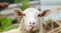 In China wurde ein Lamm mit nur zwei Beinen geboren.