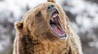 Eine Frau wurde von Bären getötet und teilweise aufgefressen.