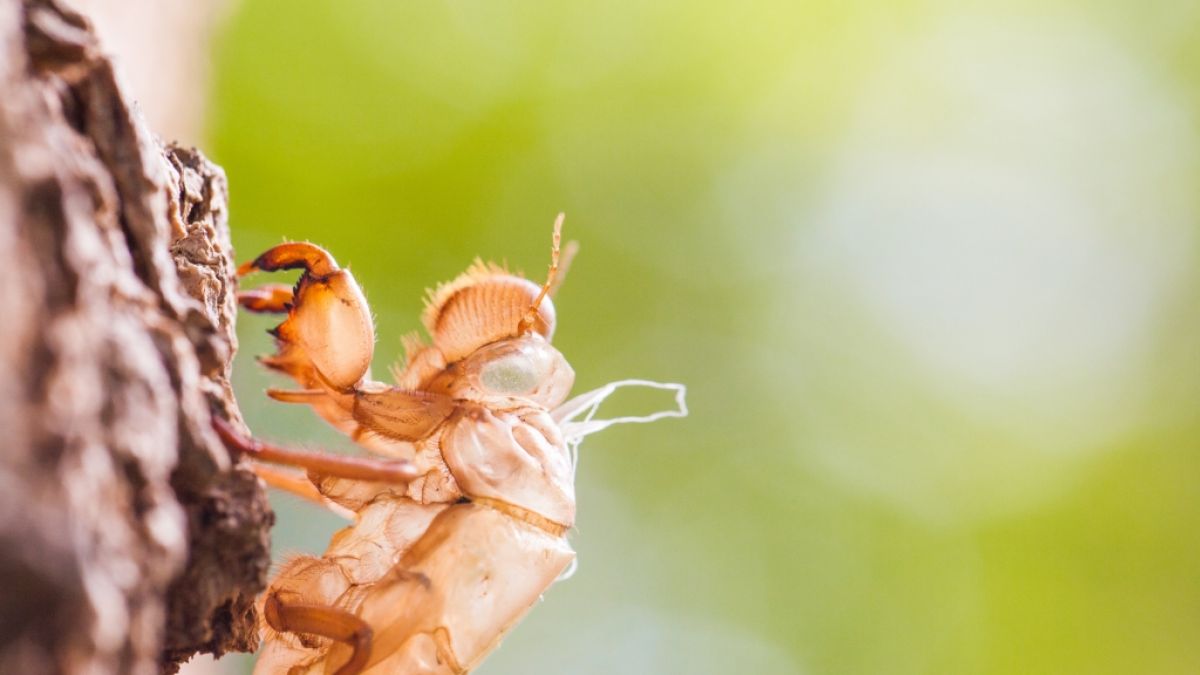 Milliarden Zikaden warten laut Wissenschaftlern darauf, ihre unterirdischen Nester zu verlassen. (Foto)