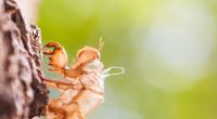 Milliarden Zikaden warten laut Wissenschaftlern darauf, ihre unterirdischen Nester zu verlassen.
