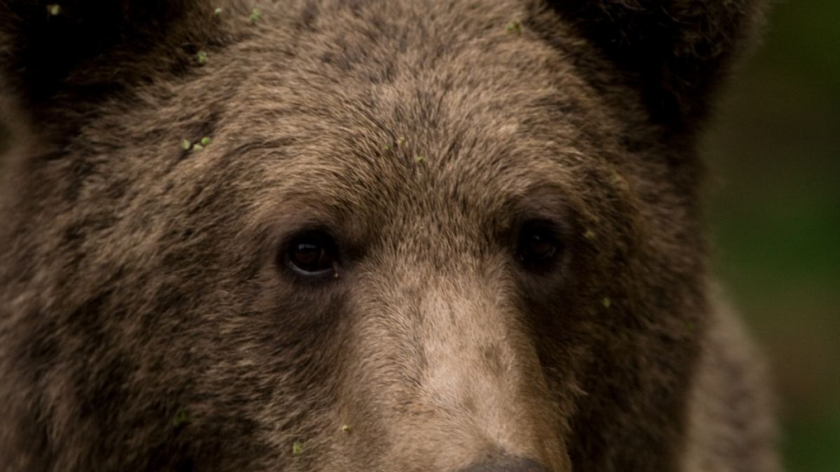 In Rumänien soll Prinz Emanuel von und zu Liechtenstein laut Tierschützern  fälschlicherweise einen riesigen Bären geschossen haben.  (Foto)