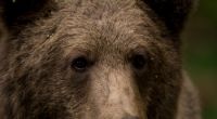In Rumänien soll Prinz Emanuel von und zu Liechtenstein laut Tierschützern  fälschlicherweise einen riesigen Bären geschossen haben. 