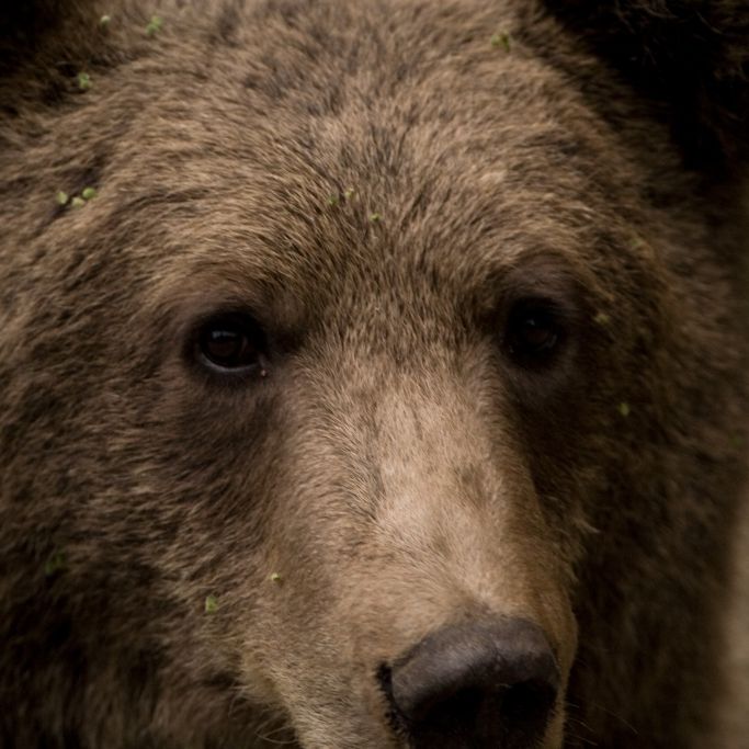 Jagdausflug in Rumänien! Royal soll Europas größten Bären getötet haben (Foto)