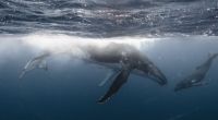 Ein Baby-Wal konnte nach Stunden des Bangens aus der Themse gerettet werden