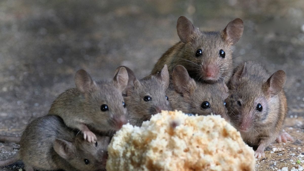 Australien ächzt unter einer Mäuseplage. Besonders besorgniserregend: Die Fälle der tödlichen Seuche beim Menschen häufen sich. Die Krankheit wird von den Nagern übertragen. (Foto)
