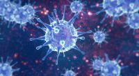 Eine Studie fand heraus, dass Coronaviren Krebserkrankungen begünstigen können.