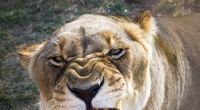 Eine Löwin hat in einem russischen Zirkus ihren Trainer attackiert.