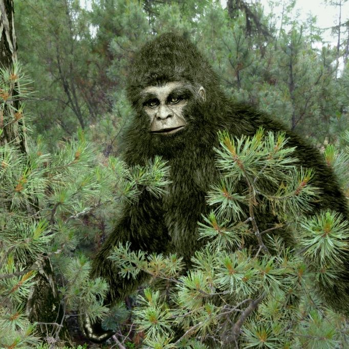 Kryptozoologe sicher: Mysteriöse Kreatur lebt in Wäldern Europas