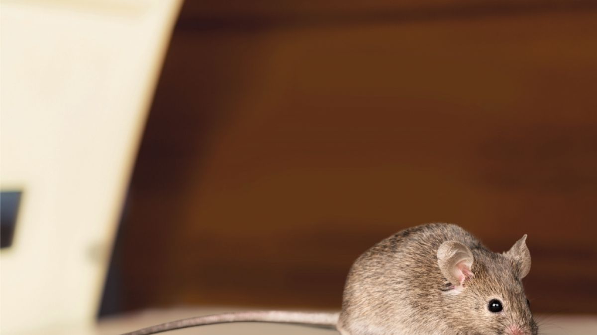 In Australien breitet sich eine Mäuse-Plage aus. (Foto)