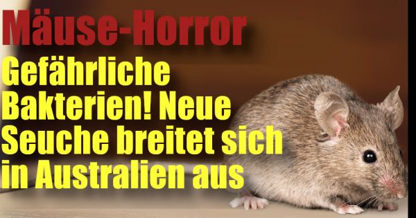 Mauseplage Gefahrliche Bakterien Neue Seuche Breitet Sich In Australien Aus News De