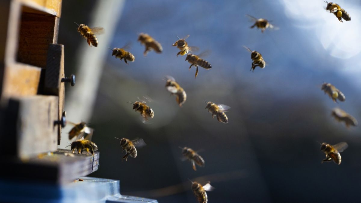 Bienen sollten als Bestrafung für einen Jungen herhalten. (Foto)