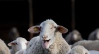 Droht uns in diesem Jahr die Schafskälte?